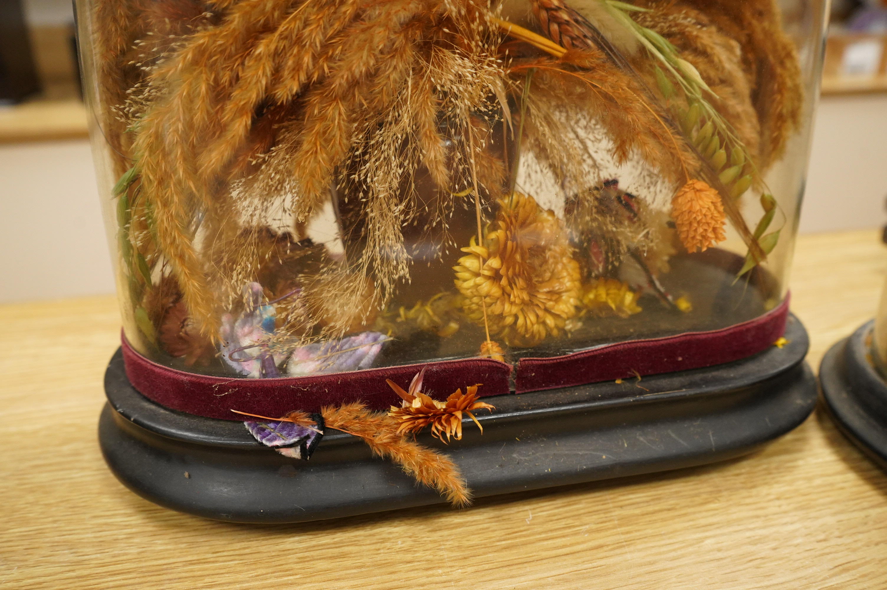 Two Victorian fauna displays under domes with ebonised bases, containing dried grasses and flowerheads, together with fabric butterflies, tallest 46cm, both af